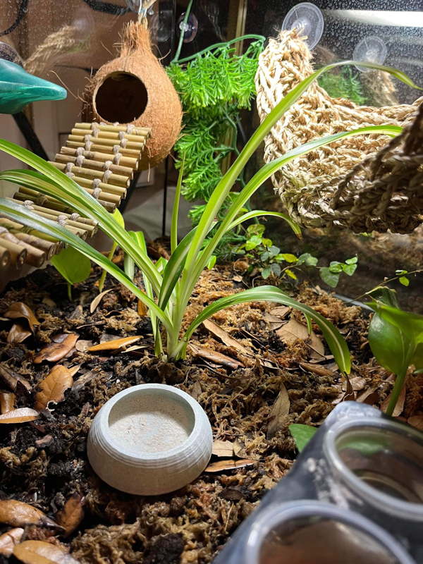 Bioactive Terrarium Starter Kit